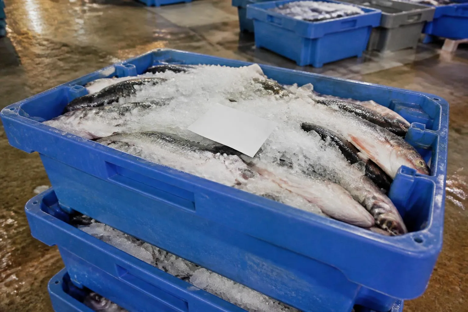 Bacs plastiques empilés sur le quai d’une halle à marée, poisson recouvert de glace pilée, étiquettes de lot posées dessus.